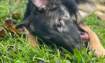 Dieci amici in cerca di una nuova famiglia