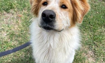 Dieci amici a quattro zampe da adottare