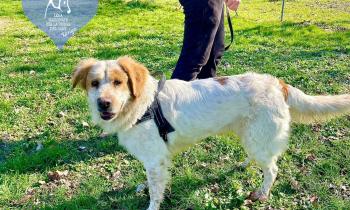 Dieci nuovi cuccioli da portare a casa 