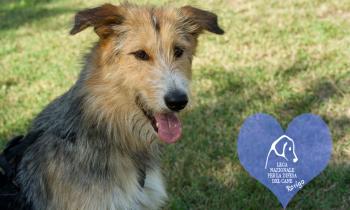 Dieci pelosetti cercano una famiglia