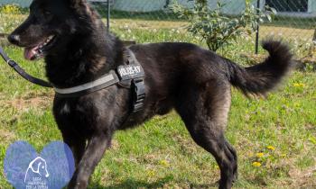 10 amici a quattro zampe in cerca di casa...