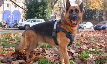 Dieci vite da cambiare: adotta un pelosetto