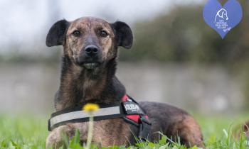 Dieci pelosetti pronti per una nuova famiglia