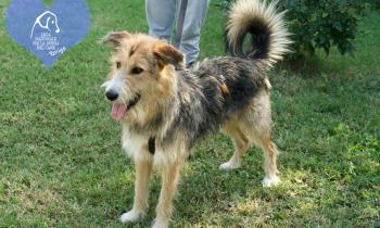 Adotta dieci amici pelosi