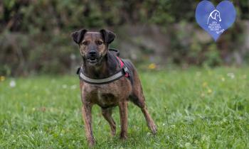 Dieci musetti in cerca di una famiglia da amare
