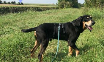 Dieci amici a quattro zampe pronti per l'adozione