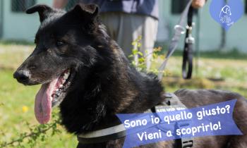 Dieci pelosetti in cerca di un tetto