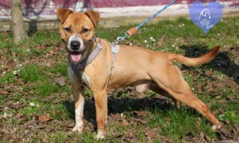 Dieci cuccioli in attesa di una famiglia