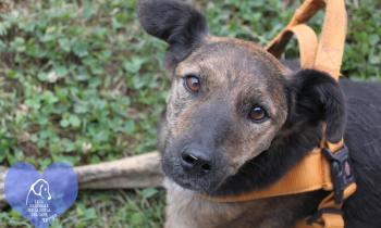 Dieci amici a quattro zampe pronti per una casa