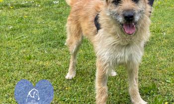 Dieci pelosetti cercano casa